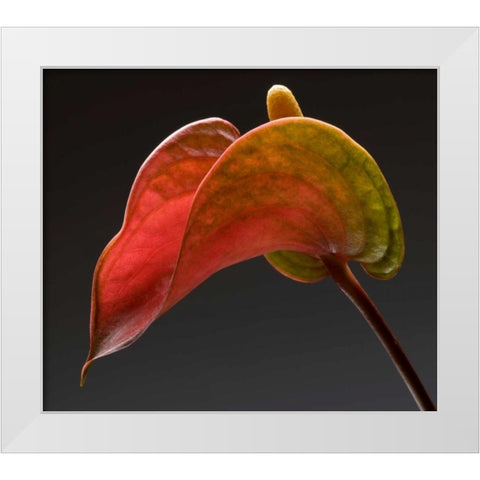 Anthurium 3 White Modern Wood Framed Art Print by Seidman, Barry