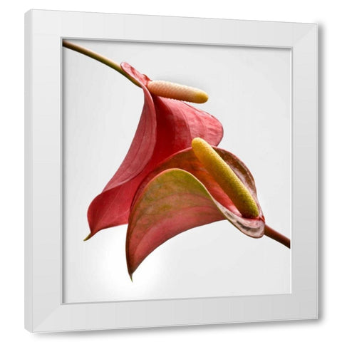 Anthurium 2 White Modern Wood Framed Art Print by Seidman, Barry