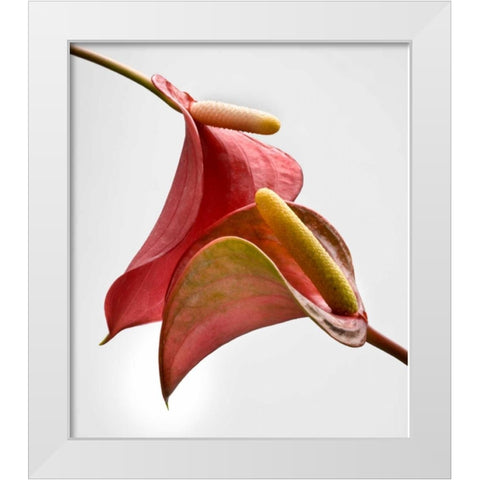Anthurium 2 White Modern Wood Framed Art Print by Seidman, Barry
