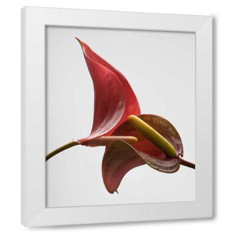 Anthurium 3 White Modern Wood Framed Art Print by Seidman, Barry