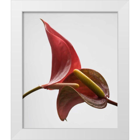 Anthurium 3 White Modern Wood Framed Art Print by Seidman, Barry