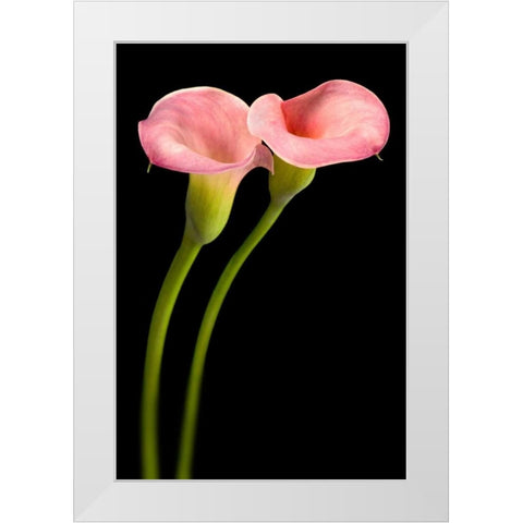 Pink Calla Lilies White Modern Wood Framed Art Print by Seidman, Barry