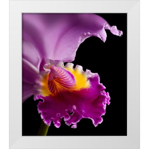 Purple Orchid White Modern Wood Framed Art Print by Seidman, Barry