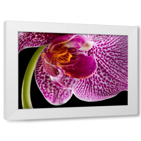 Purple Orchid 2 White Modern Wood Framed Art Print by Seidman, Barry