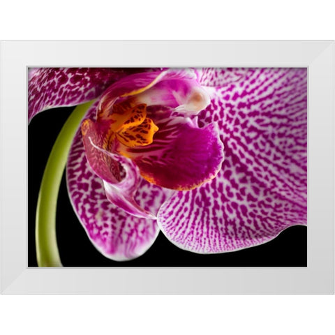 Purple Orchid 2 White Modern Wood Framed Art Print by Seidman, Barry