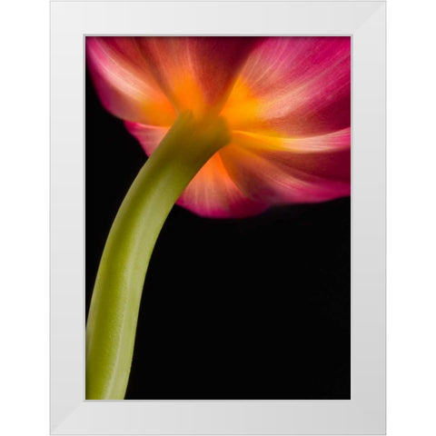 Glowing Tulip White Modern Wood Framed Art Print by Seidman, Barry