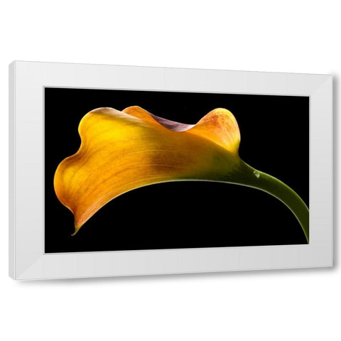 Mango Calla Lily White Modern Wood Framed Art Print by Seidman, Barry