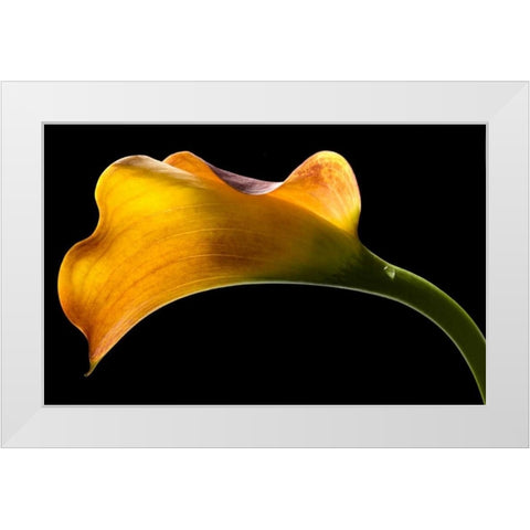 Mango Calla Lily White Modern Wood Framed Art Print by Seidman, Barry