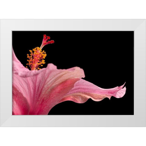 Hibiscus 1 White Modern Wood Framed Art Print by Seidman, Barry