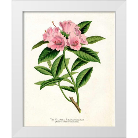 Botanical 1 White Modern Wood Framed Art Print by Alvarez, Cynthia