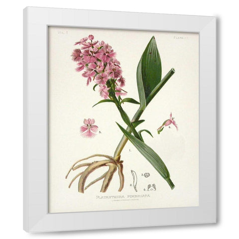 Botanical 2 White Modern Wood Framed Art Print by Alvarez, Cynthia