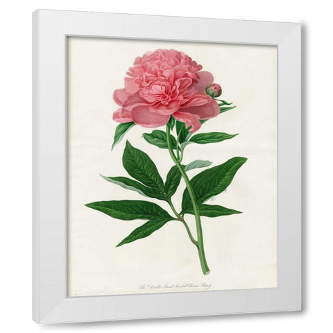 Botanical 3 White Modern Wood Framed Art Print by Alvarez, Cynthia