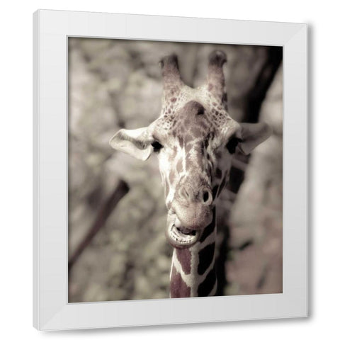 Giraffe whats up White Modern Wood Framed Art Print by Davis Ashley
