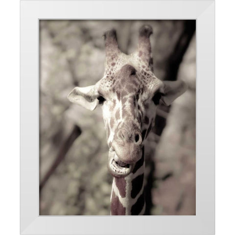 Giraffe whats up White Modern Wood Framed Art Print by Davis Ashley