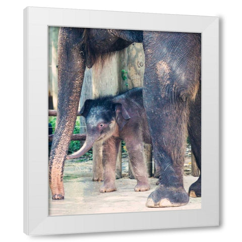 Bowie and mom White Modern Wood Framed Art Print by Davis Ashley