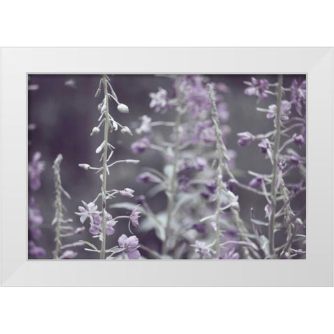 Lavender bushes White Modern Wood Framed Art Print by Davis Ashley