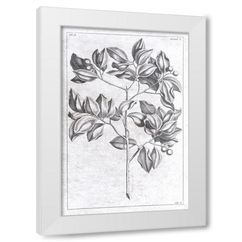 Palm 2 White Modern Wood Framed Art Print by Brown, Denise