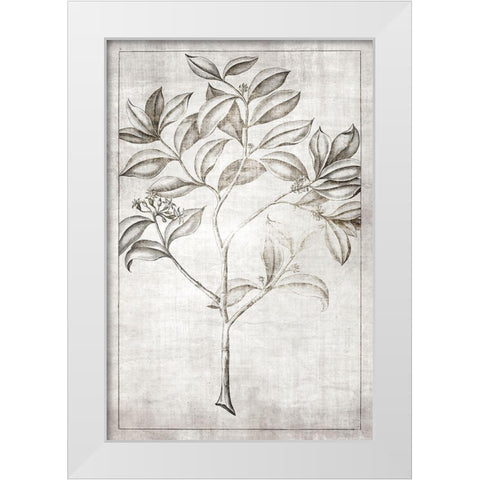 Antique Palm 1 White Modern Wood Framed Art Print by Brown, Denise