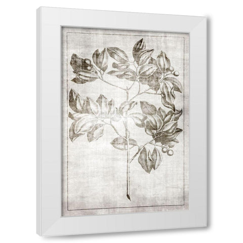 Antique Palm 2 White Modern Wood Framed Art Print by Brown, Denise