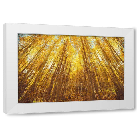 Fall Forrest White Modern Wood Framed Art Print by Brown, Denise