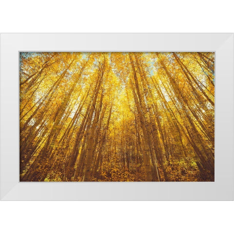 Fall Forrest White Modern Wood Framed Art Print by Brown, Denise