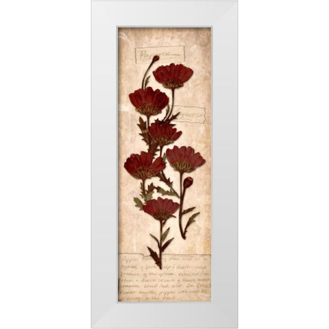 August Poppy White Modern Wood Framed Art Print by Stimson, Diane