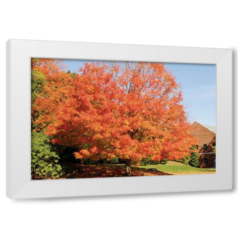 Autumnal 1 White Modern Wood Framed Art Print by Stimson, Diane