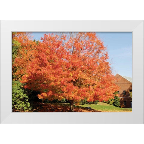 Autumnal 1 White Modern Wood Framed Art Print by Stimson, Diane