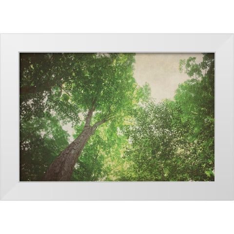 Emerald Canopy 1 White Modern Wood Framed Art Print by Urquhart, Elizabeth