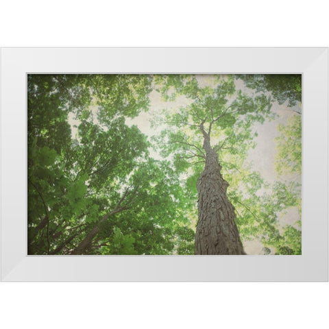 Emerald Canopy 2 White Modern Wood Framed Art Print by Urquhart, Elizabeth