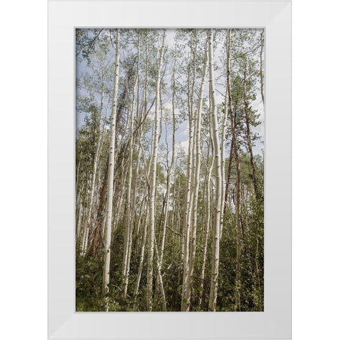 Aspen Forest 3 White Modern Wood Framed Art Print by Urquhart, Elizabeth