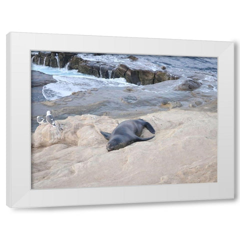 Sealion White Modern Wood Framed Art Print by Frances, Stephanie