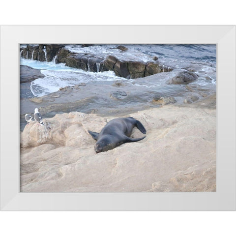 Sealion White Modern Wood Framed Art Print by Frances, Stephanie