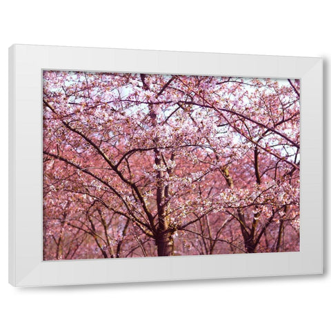 Blossom Pink Trees 2 White Modern Wood Framed Art Print by Frances, Stephanie