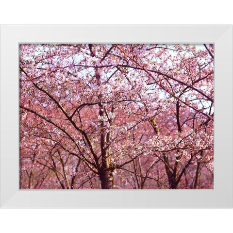 Blossom Pink Trees 2 White Modern Wood Framed Art Print by Frances, Stephanie