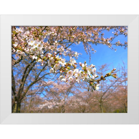 Sudden Blossom 1 White Modern Wood Framed Art Print by Frances, Stephanie