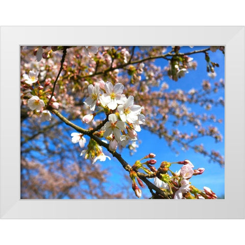Sudden Blossom 2 White Modern Wood Framed Art Print by Frances, Stephanie