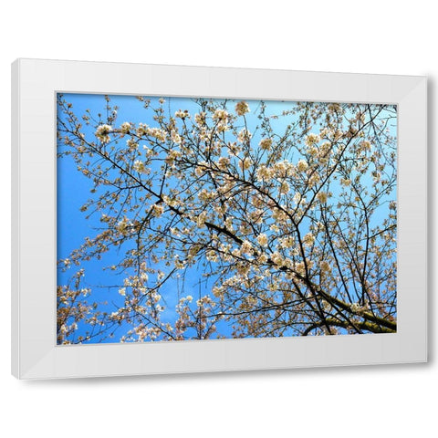 Yellow Blossoms 1 White Modern Wood Framed Art Print by Frances, Stephanie