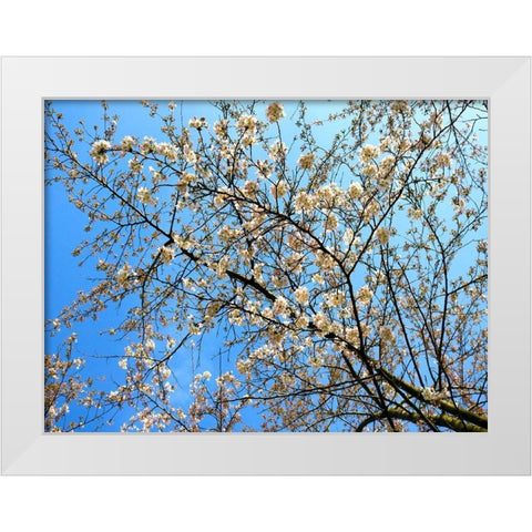 Yellow Blossoms 1 White Modern Wood Framed Art Print by Frances, Stephanie