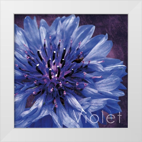 Violet Flower White Modern Wood Framed Art Print by Gibbons, Lauren