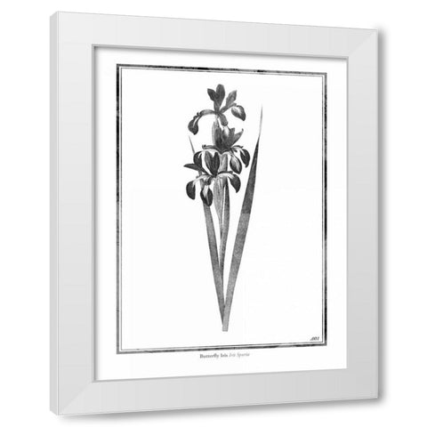 Butterfly Iris White Modern Wood Framed Art Print by Grey, Jace