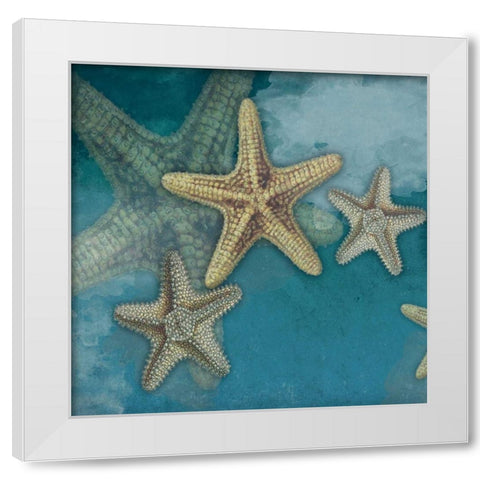 Starfish White Modern Wood Framed Art Print by Grey, Jace