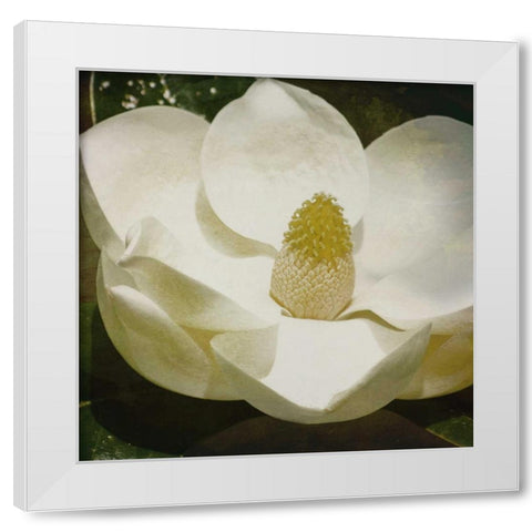MAG Mate White Modern Wood Framed Art Print by Grey, Jace
