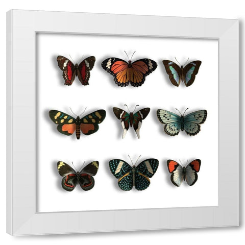 Floating Butterflies White Modern Wood Framed Art Print by Grey, Jace