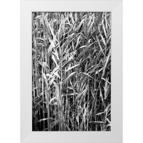 Beach Foliage 4 White Modern Wood Framed Art Print by Grey, Jace