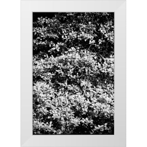 Beach Foliage 6 White Modern Wood Framed Art Print by Grey, Jace