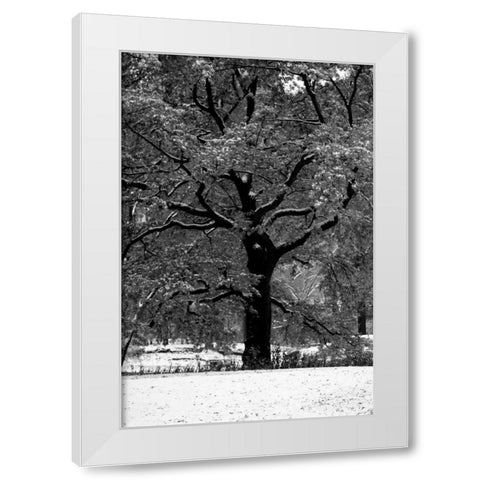 Central Park Solitary Friend White Modern Wood Framed Art Print by Grey, Jace