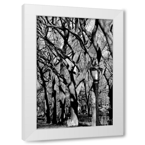 Central Park Forest White Modern Wood Framed Art Print by Grey, Jace