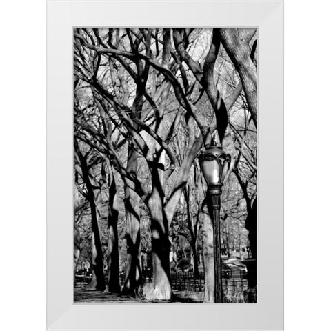 Central Park Forest White Modern Wood Framed Art Print by Grey, Jace