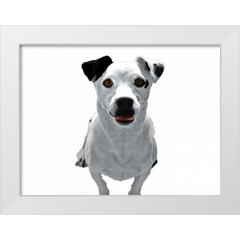 Jack Russell Buddy 3 White Modern Wood Framed Art Print by Grey, Jace